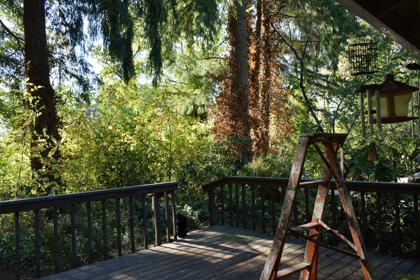 A weathered stepladder stands on a wooden deck in the forest.